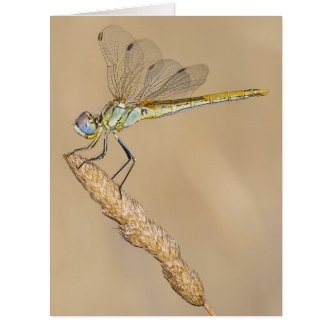 Skimmer Dragonfly Insekt Female (CC BY 4,0) (Vorderseite)