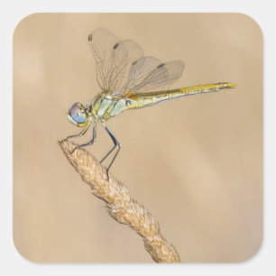 Skimmer Dragonfly Insekt Female (CC BY 4,0) Quadratischer Aufkleber