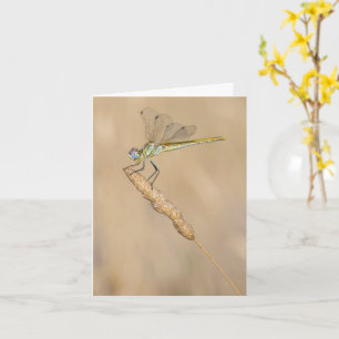 Skimmer Dragonfly Insekt Weibchen (CC BY 4,0) Holz Karte