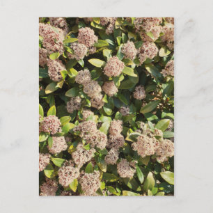 Skimmia Japonica dans la carte postale du parc