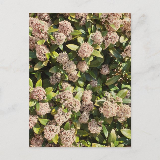 Skimmia Japonica im Park Postcard Postkarte (Vorderseite)