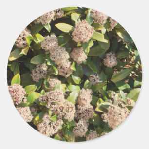 Skimmia Japonica im Park Runder Aufkleber