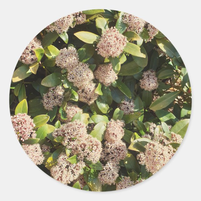 Skimmia Japonica im Park Runder Aufkleber (Vorderseite)