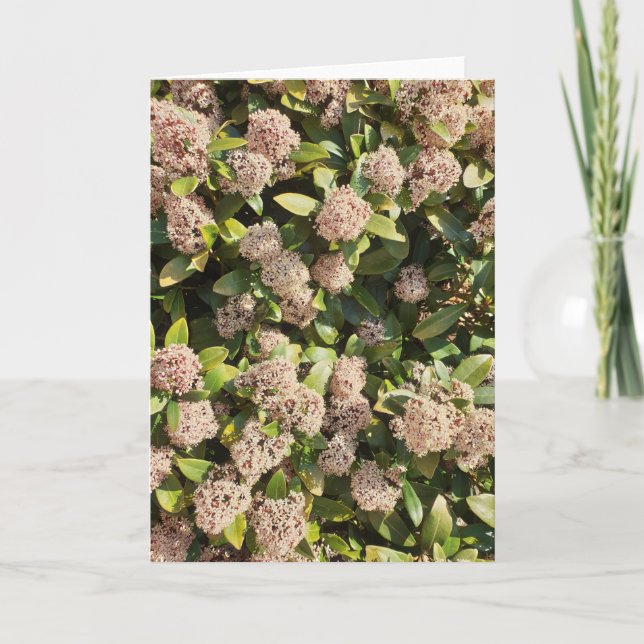 Skimmia Japonica in der Parkkarte Karte (Vorderseite)