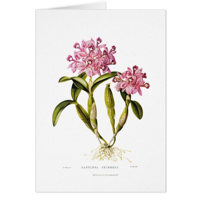 Skinneri de Cattleya (Devant)