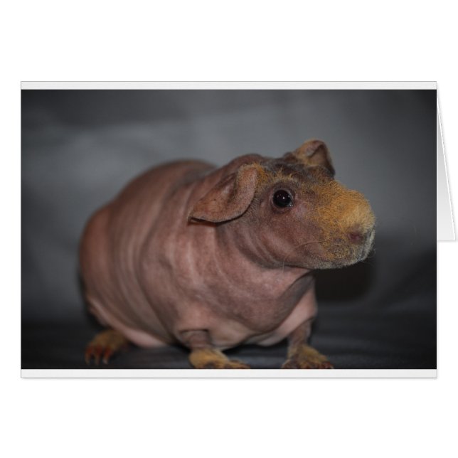 Skinny Pig (Vorderseite (Horizontal))