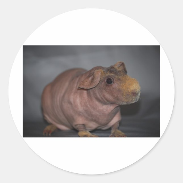 Skinny Pig Runder Aufkleber (Vorderseite)