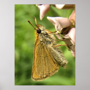 Skipper auf Milkweed Poster