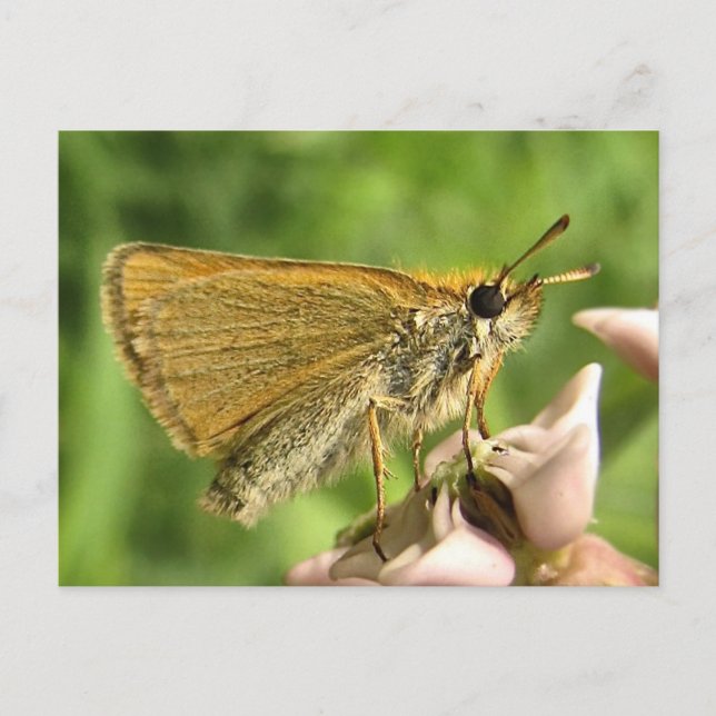 Skipper auf Milkweed Postkarte (Vorderseite)