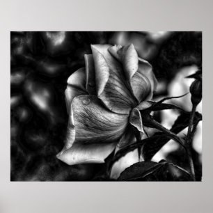 Skizze einer Rose in Schwarzweiß Poster