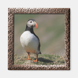 Skomer Insel-Papageientaucher Magnet