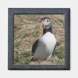 Skomer Island Puffins Magnet