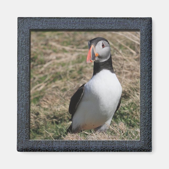 Skomer Island Puffins Magnet (Vorne)