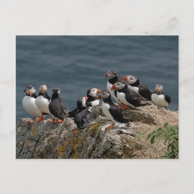 Skomer Island Puffins Postkarte (Vorderseite)