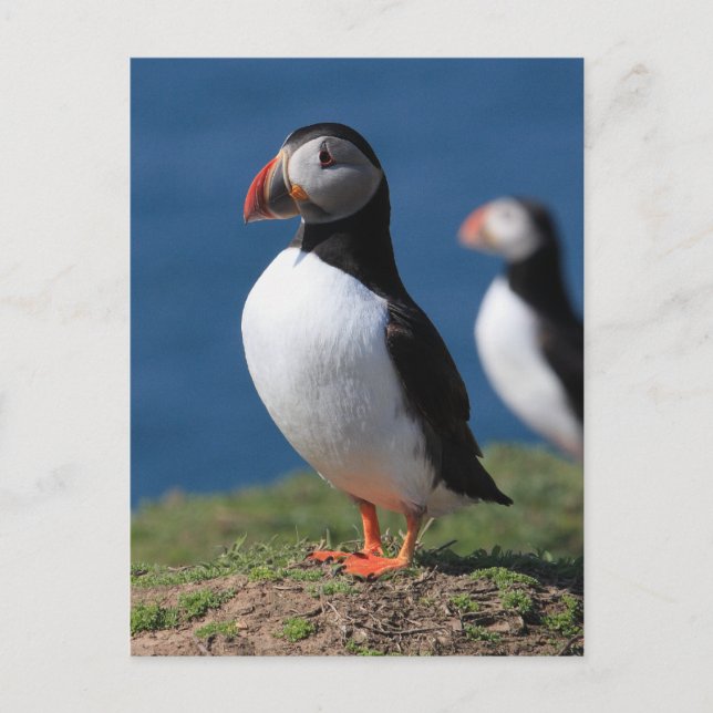 Skomer Island Puffins Postkarte (Vorderseite)