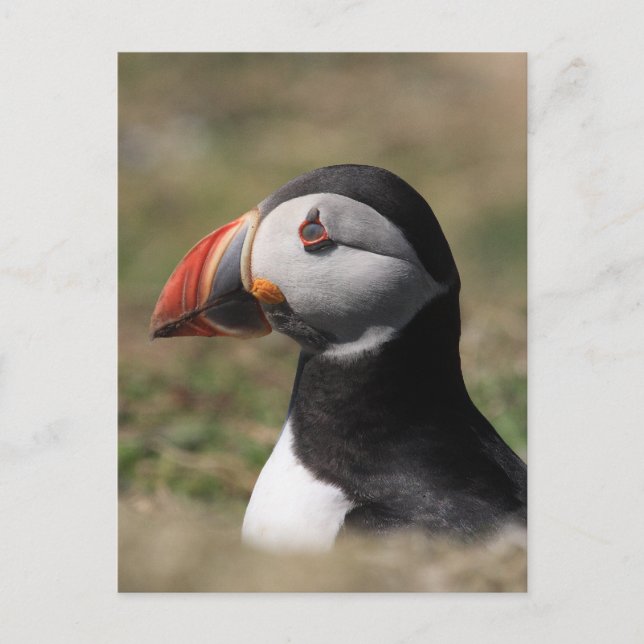 Skomer Island Puffins Postkarte (Vorderseite)