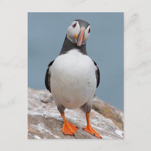 Skomer Island Puffins Postkarte (Vorderseite)