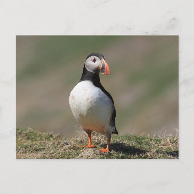 Skomer Island Puffins Postkarte (Vorderseite)