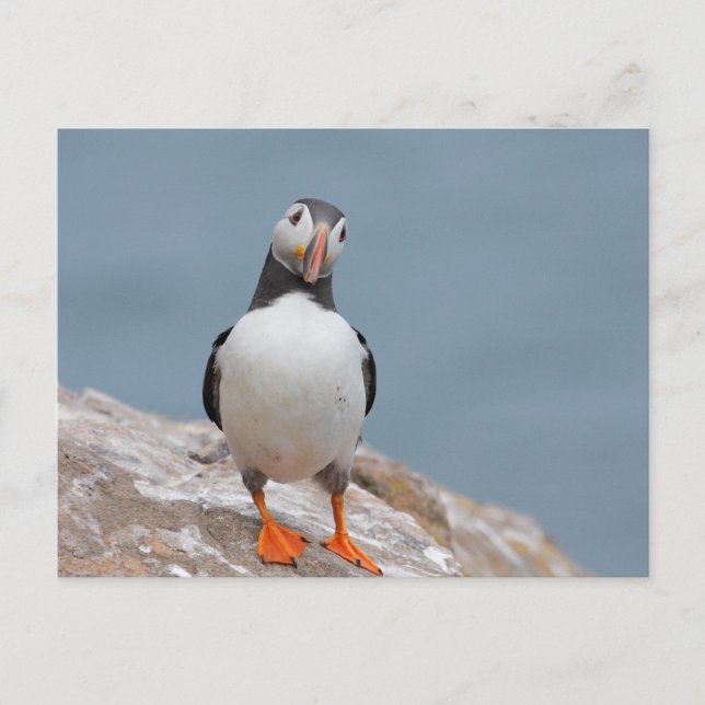 Skomer Island Puffins Postkarte (Vorderseite)