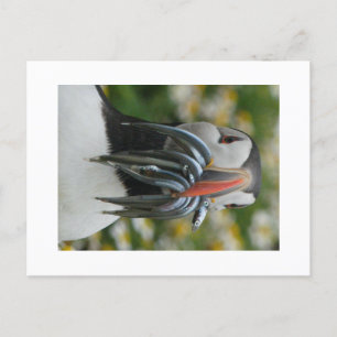 Skomer Puffin mit Sandalen Postkarte