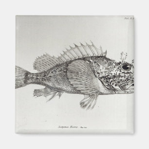 Skorpion Fish Magnet