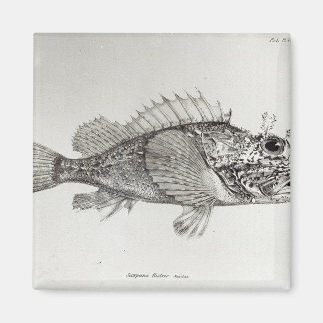 Skorpion Fish Magnet (Vorne)