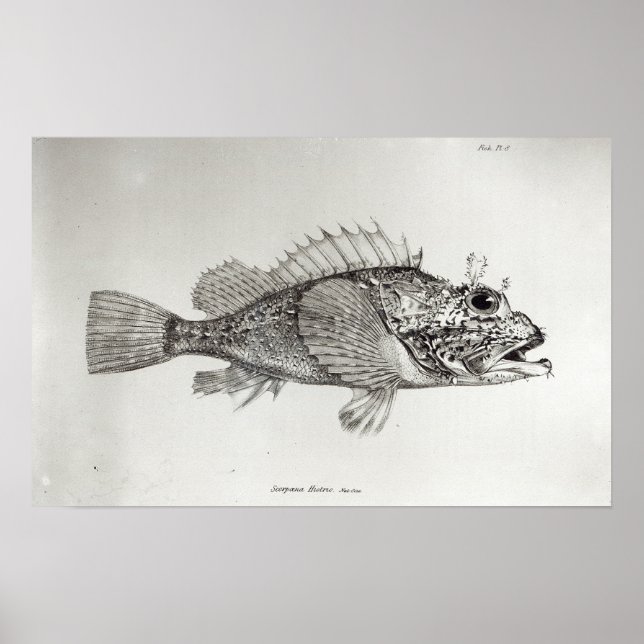 Skorpion Fish Poster (Vorne)