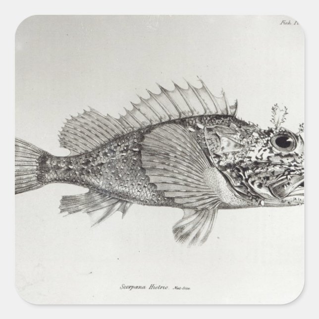 Skorpion Fish Quadratischer Aufkleber (Vorderseite)