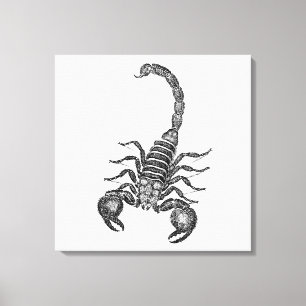 Skorpion-Illustration aus der viktorianischen Zeit Leinwanddruck