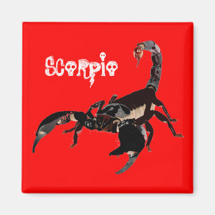 Skorpion Magnet