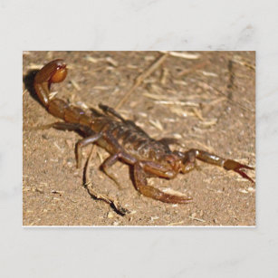 Skorpion Postkarte