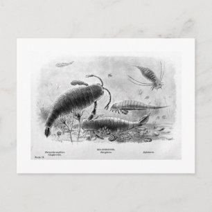 Skorpione-Kunst Postkarte