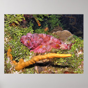 Skorpionfisch-Verstecken Poster