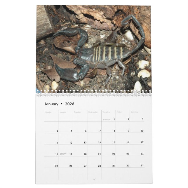 Skorpions-Wandkalender Kalender (Jan 2026)