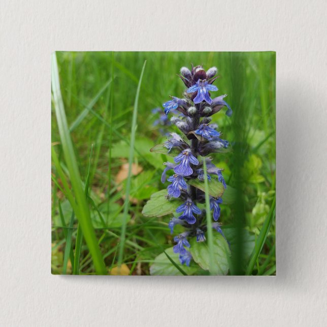 Skullcap Violet Wild Blume Button (Vorderseite)