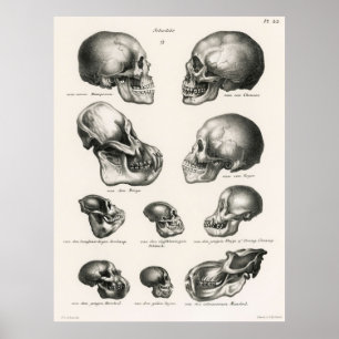 Skulls Illustration der menschlichen Evolution Poster