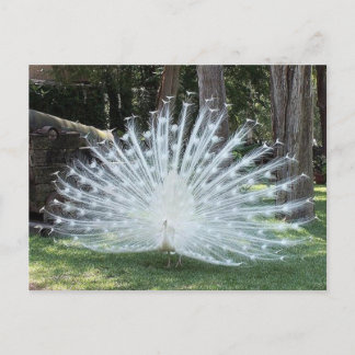 Skully Top Fun Postkarte