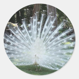 Skully Top Fun Runder Aufkleber