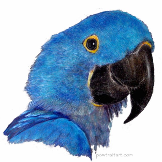 Skulptur - HyazintheMacaw Freistehende Fotoskulptur (Vorne)