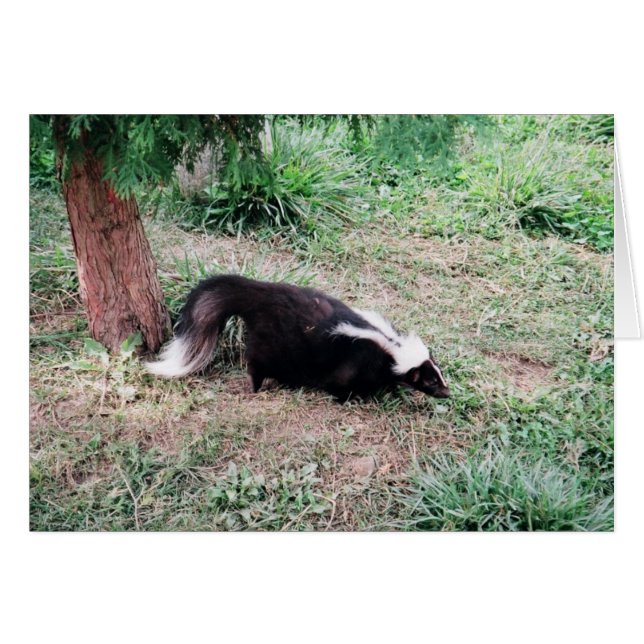 Skunk (Vorderseite (Horizontal))