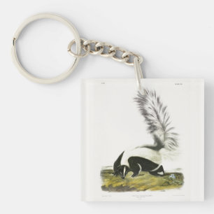 Skunk à capuchon ou Skunk à grande queue d'Audubon