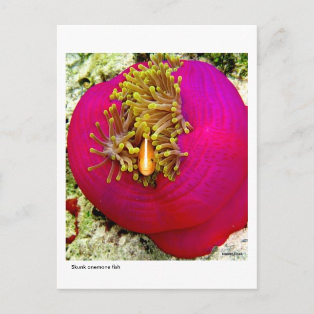 Skunk Anemone Fischpostcard Postkarte (Vorderseite)