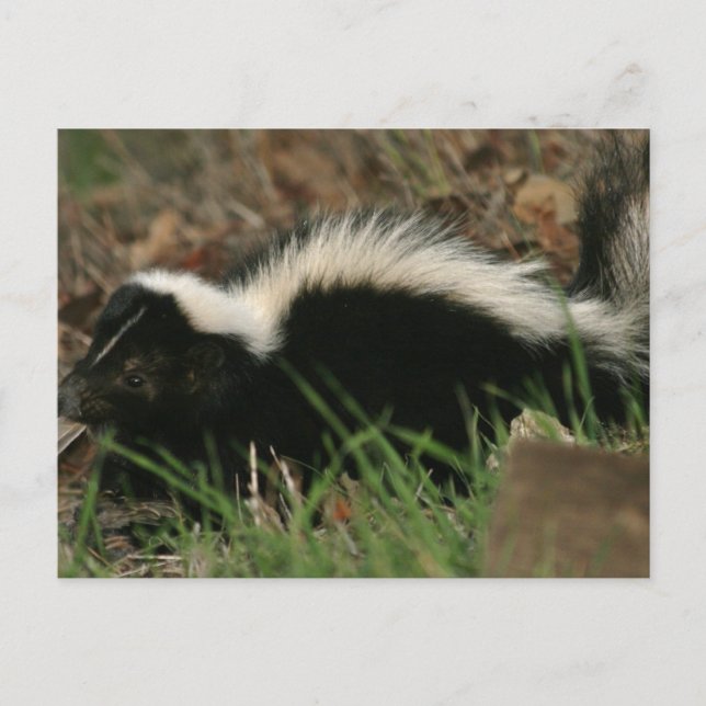 Skunk Behavior Postcard Postkarte (Vorderseite)