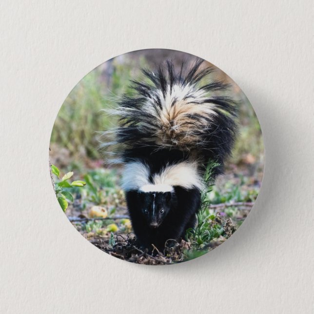 Skunk Black and White Button (Vorderseite)