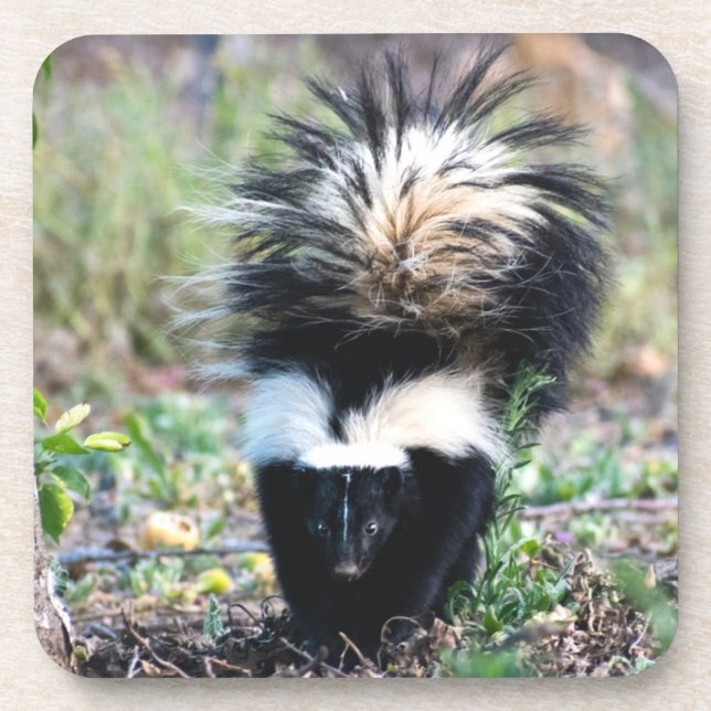 Skunk Black and White Getränkeuntersetzer (Vorderseite)