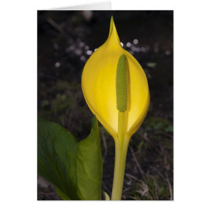 Skunk Cabbage Blossom - Karte