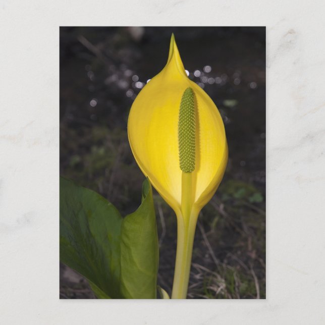 Skunk Cabbage Blossom - Postkarte (Vorderseite)