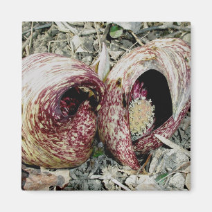 Skunk Cabbage Spath Pair Magnet