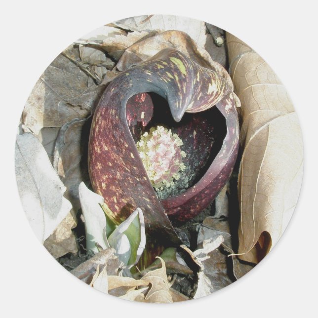 Skunk Cabbage Spath Stickers (Vorderseite)