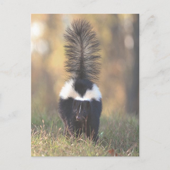Skunk Postkarte (Vorderseite)